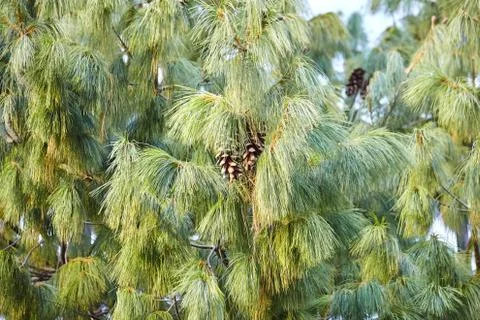 Pine cones on the branches Stock Photos