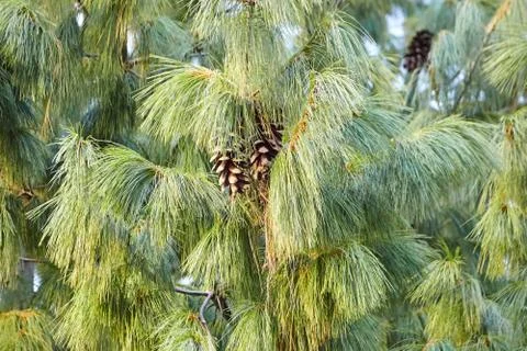 Pine cones on the branches Stock Photos