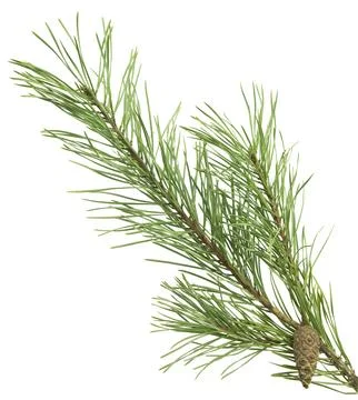 Pine cones with branches on white background. Fir with cones. Christmas dec.. 스톡 사진