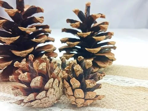 Pine cones on burlap with lace Stock Photos