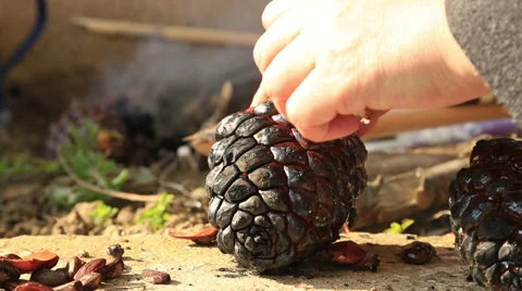 Pine Cones Burning in a Fire 6 Stock Footage 59822973