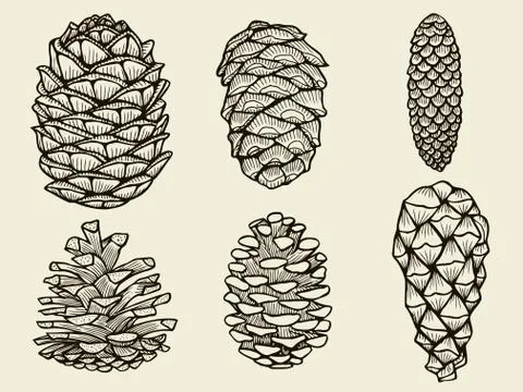 Pine cones of cedar spruce fir christmas tree Ilustração Stock