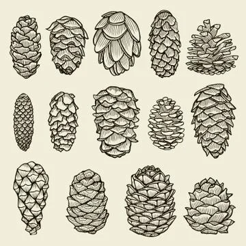 Pine cones of cedar spruce fir christmas tree Stock Illustration