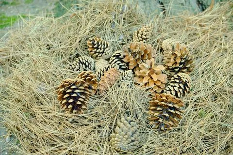 Pine cones from the cedar tree are lying in a pile of dry branches. Stock Photos