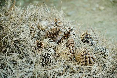Pine cones from the cedar tree are lying in a pile of dry branches. Stock Photos