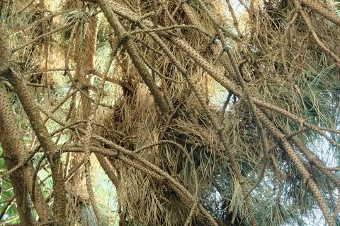 Pine cones from the cedar tree are lying in a pile of dry branches. Stock Photos