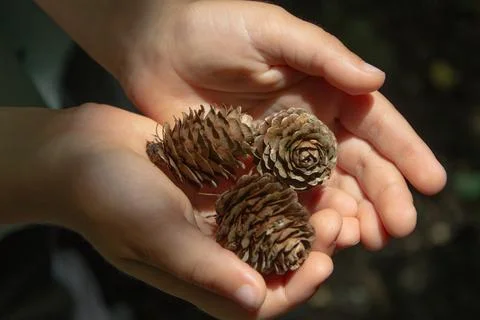 Pine cones in children's hands 写真素材