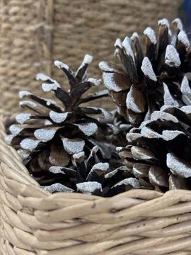 Pine cones for Christmas tree decorations and decor Stock Photos