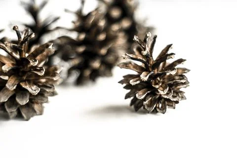 Pine cones close-up. Arranged randomly, several pieces. Stock Photos