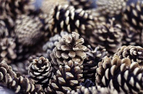 Pine cones close up background Stock Photos