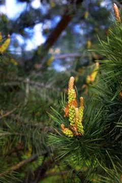 Pine cones close-up. Coniferous trees. Forest. Sunlight. walk in the forest. Stock Photos