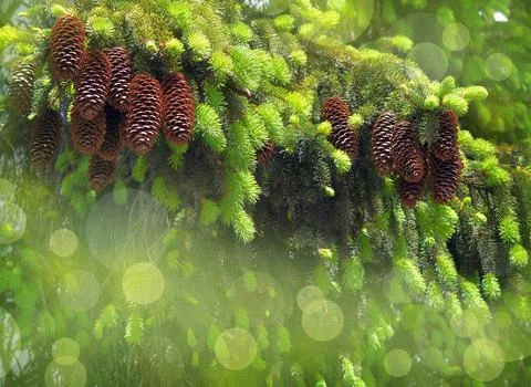 Pine cones close-up. Coniferous trees. Forest. Sunlight. walk in the forest. Stock Photos