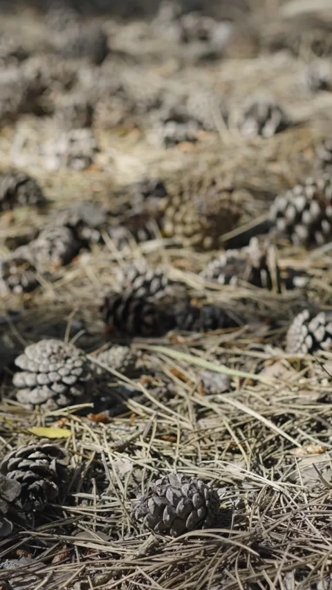 Pine Cones Up Close- Forest Floor Treasures Stock Footage 287644137