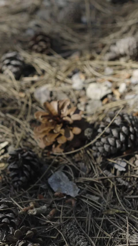 Pine Cones Up Close, Forest Floor Treasures Stock Footage 287644200