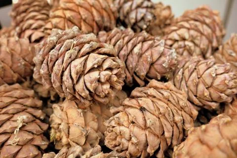 Pine cones close-up Stock Photos