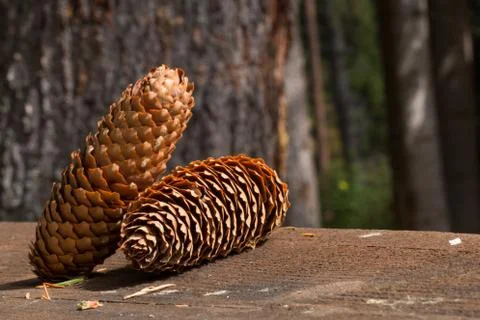 Pine cones close-up Stock Photos