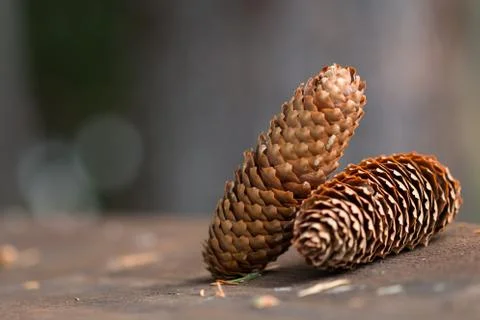 Pine cones close-up Stock Photos