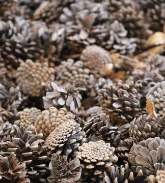 Pine cones close up Stock Photos