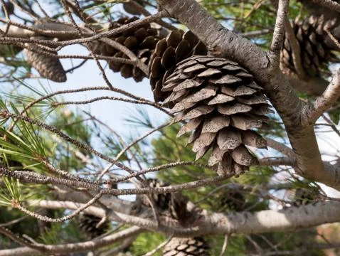 Pine cones close up 库存照片