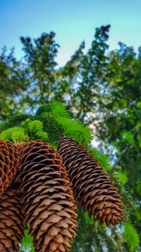 Pine cones close up Foto stock
