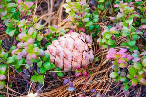 The pine cones close up under the pinus sibirica. Stock Photos