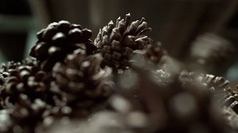 Pine cones closeup fall into pile after passing automated extraction process Stock Footage 107177744