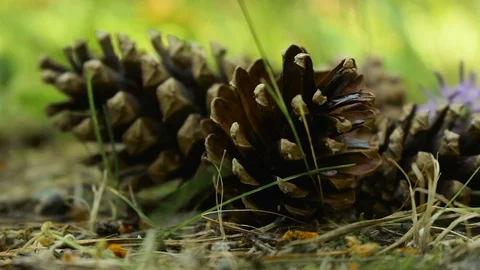 Pine cones Closeup in an Italian Forest Vídeos de archivo 90937207