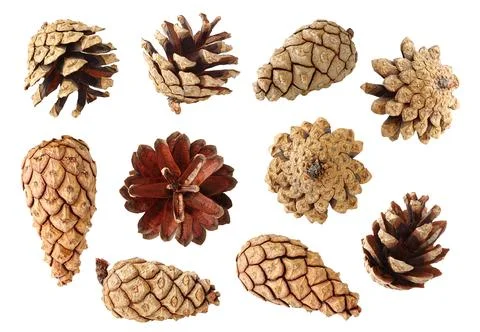 Pine cones collection, isolated on white background Stock Photos
