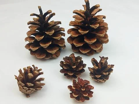 Pine cones collection isolated on white background Stock Photos