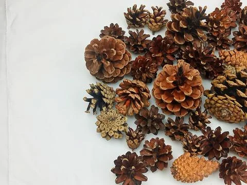Pine cones collection on white background Stock Photos