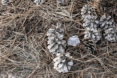 Pine cones. Cones on coniferous needles. Cones on the ground. Stock Photos