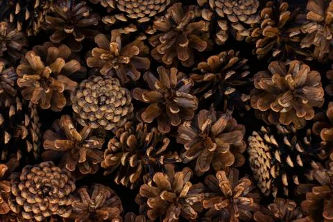 Pine cones from different sides. Wallpaper, texture. Warm tones. Stock Photos
