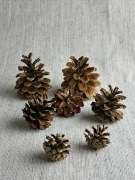 Pine cones of a different sizes on a burlap background. Close-up Stock Photos