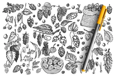 Pine cones doodle set collection Stock Illustration
