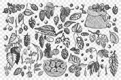 Pine cones doodle set collection Stock Illustration