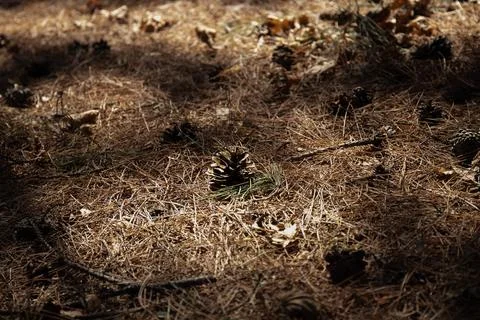 Pine cones on the dried falling leaves in winter Stock Photos
