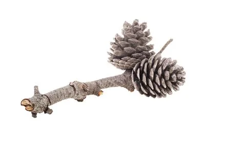 Pine cones on dried tree branch on white. Stock Photos