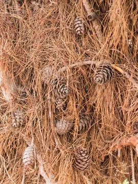 Pine cones on a dry tree, drought.... pine cones on a dry tree, drought.. Stock Photos