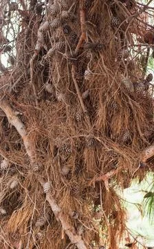 Pine cones on a dry tree, drought.... pine cones on a dry tree, drought.. Stock Photos