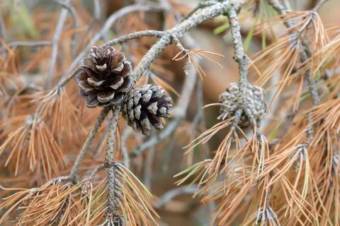 Pine cones on dry twig Foto stock
