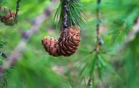 Pine Cones on Evergreen Tree Branch Stock Photos