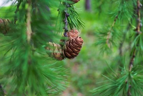 Pine Cones on Evergreen Tree Branch Stock Photos
