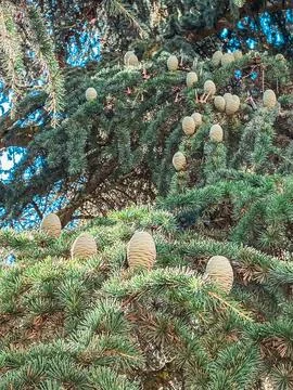 Pine Cones on Evergreen Tree Branches in Sunlit Forest Fotos de archivo