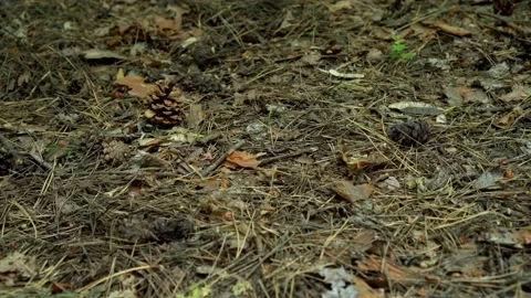 Pine Cones Fall On The Ground In Forest Stock Footage 131439671