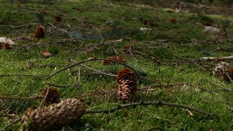 Pine cones falling down 库存影片 126983586