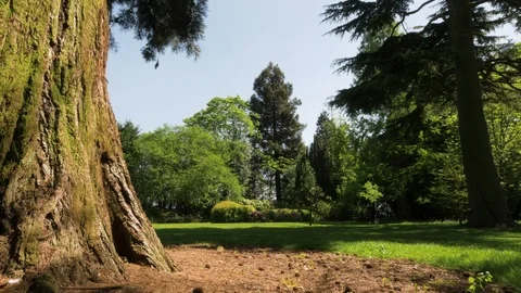 Pine cones falling by giant tree trunk in beautiful park Video stock 94989146