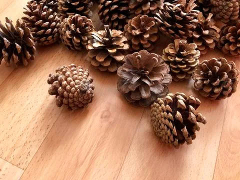 Pine cones on the floor. Stock Photos