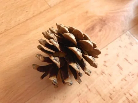 Pine cones on the floor. Stock Photos