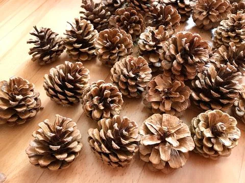 Pine cones on the floor. Stock Photos