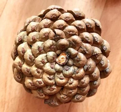 Pine cones on the floor. Stock Photos